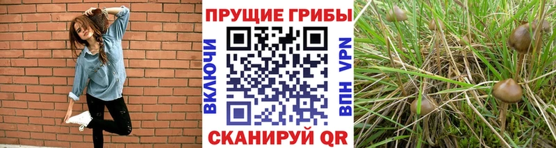 Галлюциногенные грибы прущие грибы  Невьянск 